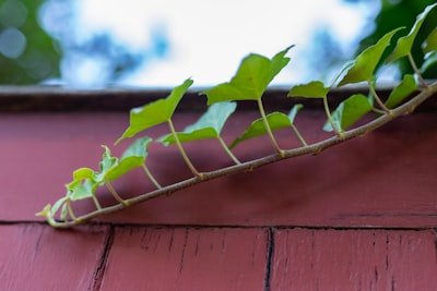 How Often Should You Clean Your Gutters