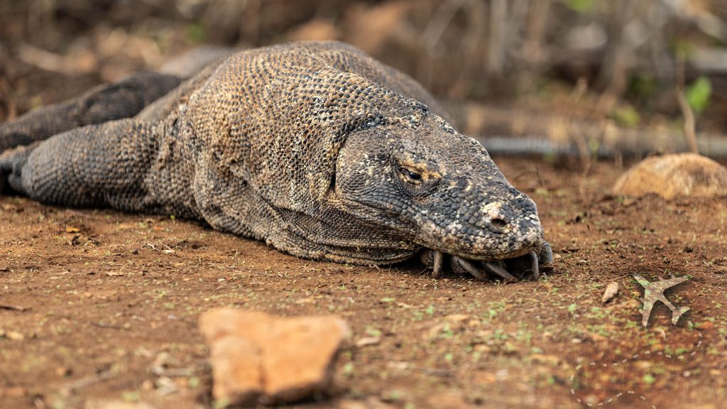 Komodo Village: Where Humans and Dragons Coexist